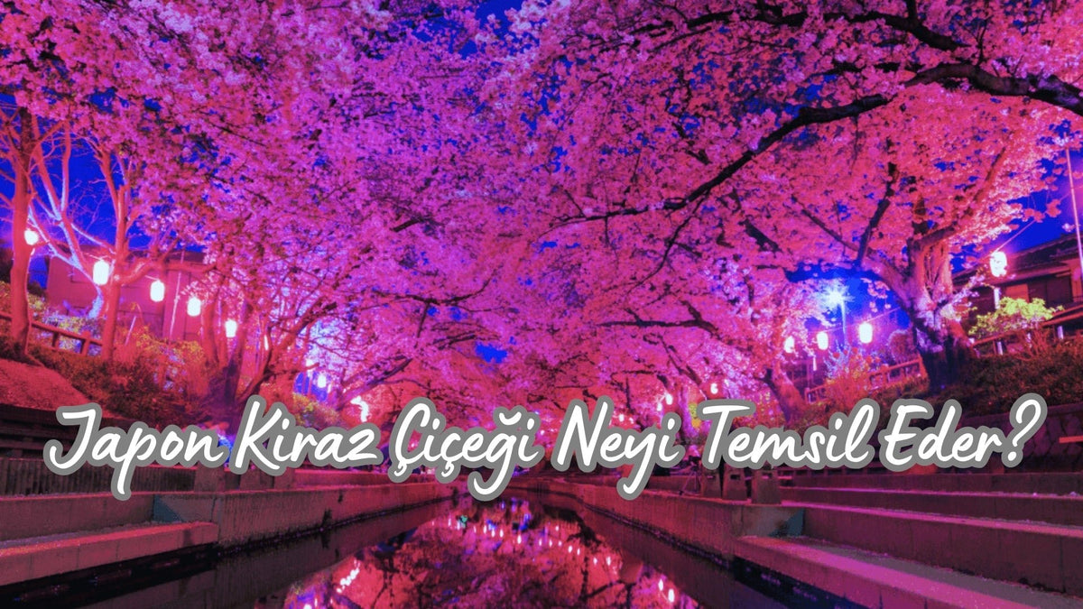 Japon Kiraz Çiçeği Neyi Temsil Eder? - Hediye Kutusu